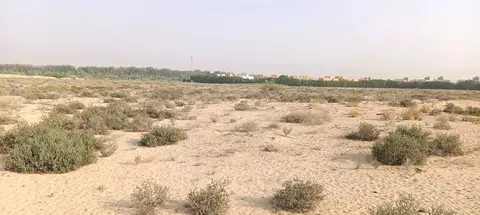 Sakura Gardens, Falcon City of Wonders construction progress — 22 September 2025, 0.00% complete, photo 2 of 4